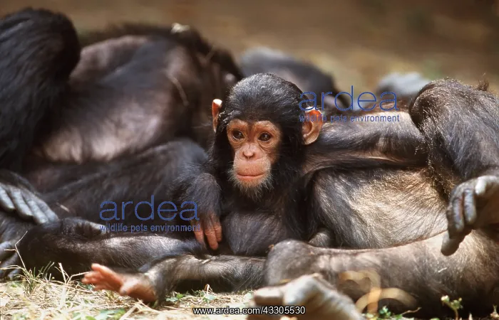  : Long-haired  /  EASTERN Chimpanzee - Infant