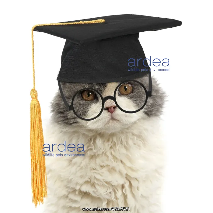 : Long-haired Selkirk Rex Cat, wearing glasses and : Long-haired Selkirk Rex Cat, wearing glasses and