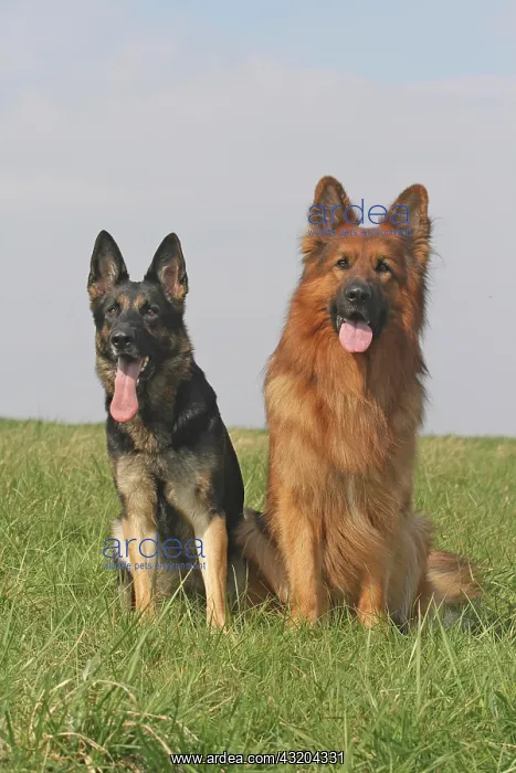: Long-haired Shepherd Dog, male, 3 years, and the : Long-haired Shepherd Dog, male, 3 years, and the