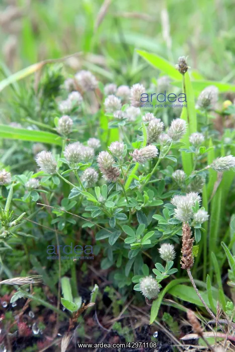 : Long Headed Clover - Summer : Long Headed Clover - Summer
