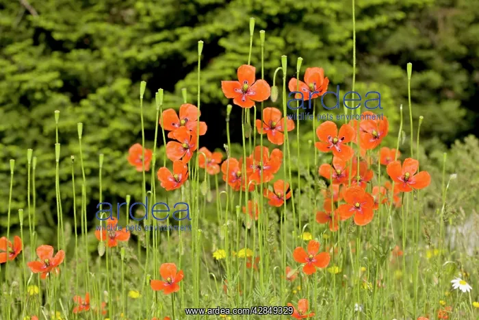 : Long-headed poppies - in flower and fruit : Long-headed poppies - in flower and fruit
