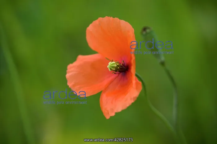 : Long Headed Poppy : Long Headed Poppy
