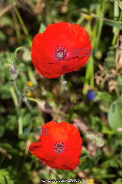 : Long-Headed Poppy Castro Verde, Alentejo, Portugal : Long-Headed Poppy Castro Verde, Alentejo, Portugal