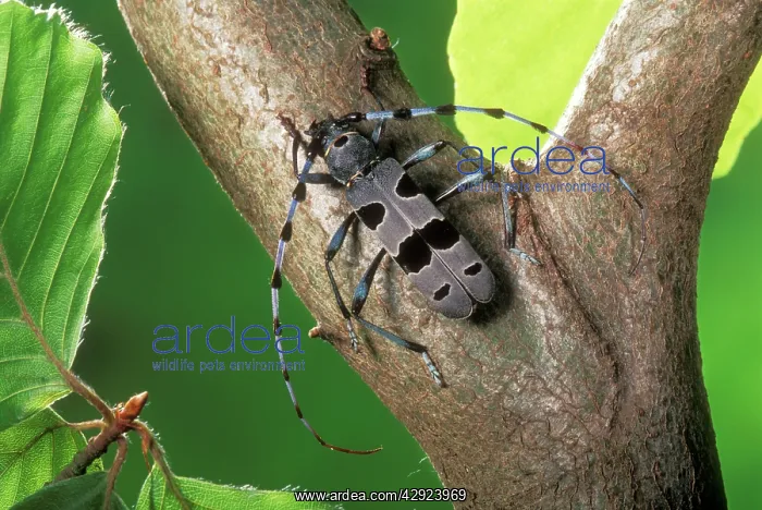 : Long-horn Beetle : Long-horn Beetle