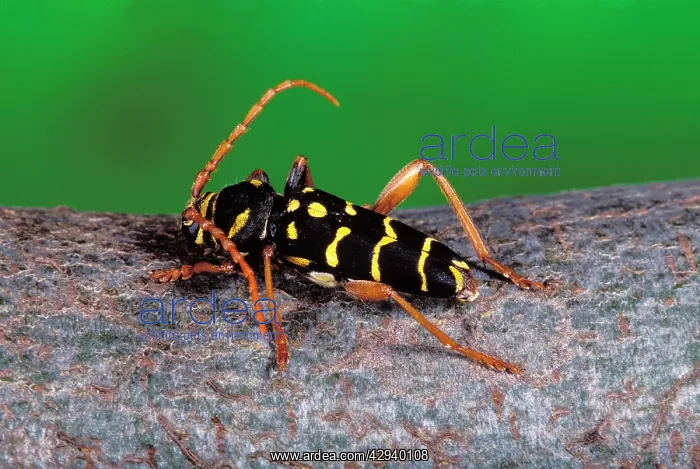 : Long-horn Beetle : Long-horn Beetle
