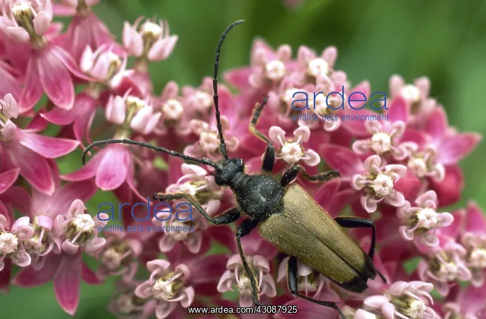 : Long-horn Beetle : Long-horn Beetle