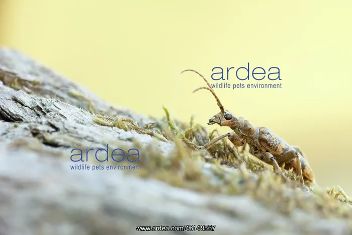 : Long-horn Beetle : Long-horn Beetle