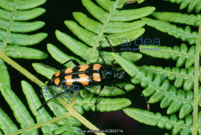 : Long-horn Beetle - Botley : Long-horn Beetle - Botley
