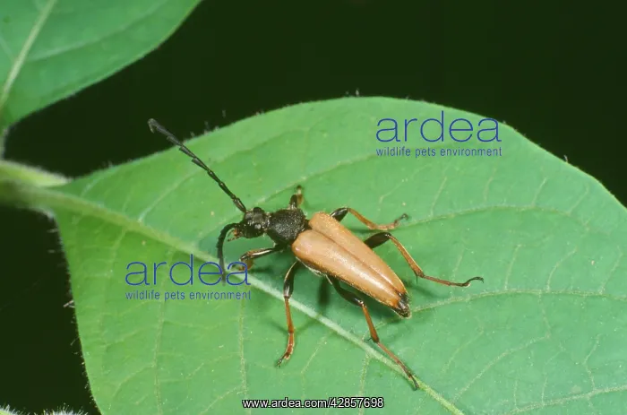 : Long-horn BEETLE - on leaf : Long-horn BEETLE - on leaf