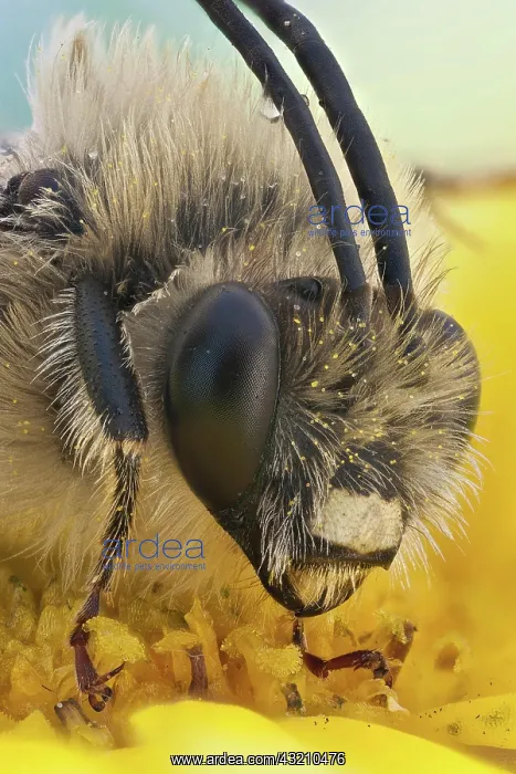  : A long horned bee covered in pollen, the males o