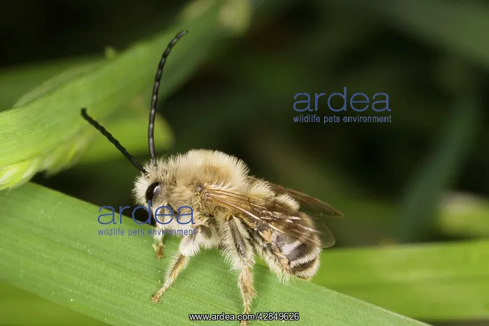 : Long-horned Bee - male, solitary aculeate hymenoptera : Long-horned Bee - male, solitary aculeate hymenoptera