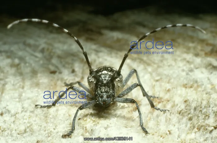 : Long-horned BEETLE : Long-horned BEETLE