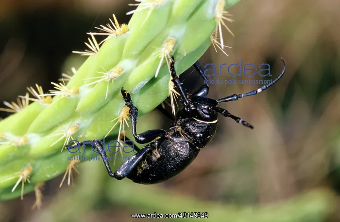 : Long-horned Cactus Beetle : Long-horned Cactus Beetle