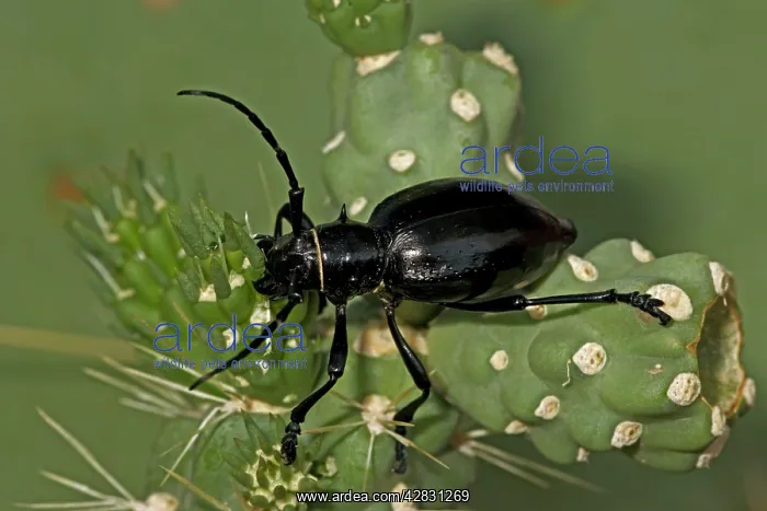 : Long-horned Cactus Beetle - feeding on cholla cactus : Long-horned Cactus Beetle - feeding on cholla cactus