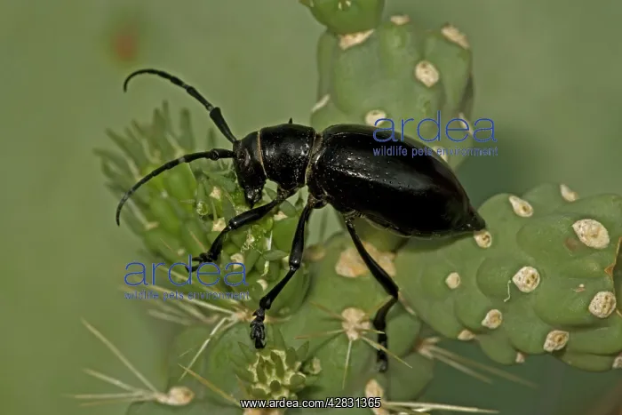 : Long-horned Cactus Beetle - feeding on cholla cactus : Long-horned Cactus Beetle - feeding on cholla cactus