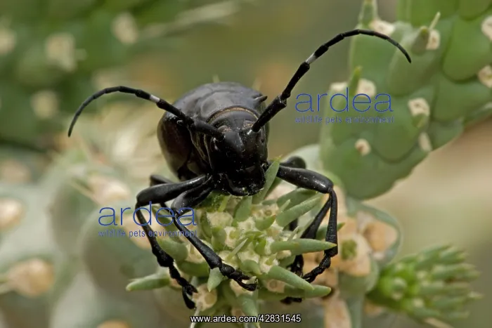 : Long-horned Cactus Beetle - feeding on cholla cactus : Long-horned Cactus Beetle - feeding on cholla cactus