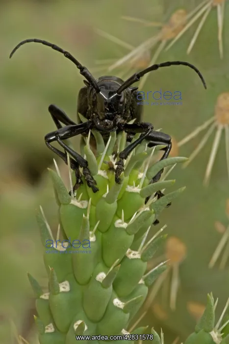 : Long-horned Cactus Beetle - feeding on cholla cactus : Long-horned Cactus Beetle - feeding on cholla cactus