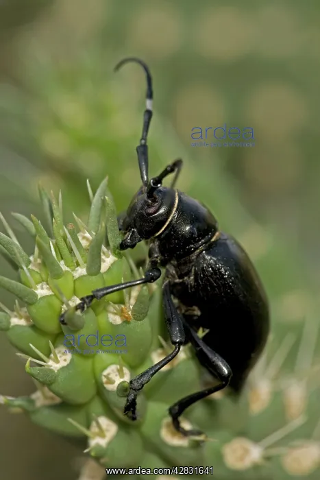 : Long-horned Cactus Beetle - feeding on cholla cactus : Long-horned Cactus Beetle - feeding on cholla cactus
