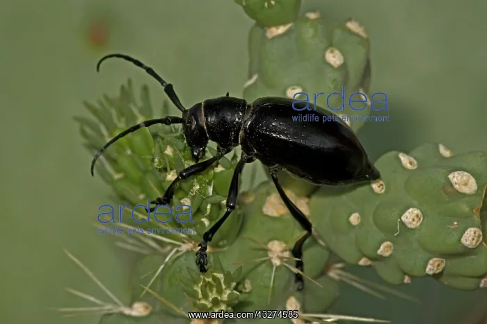 : Long-horned Cactus Beetle (Moneilema gigas) - Arizona - Feed : Long-horned Cactus Beetle (Moneilema gigas) - Arizona - Feed