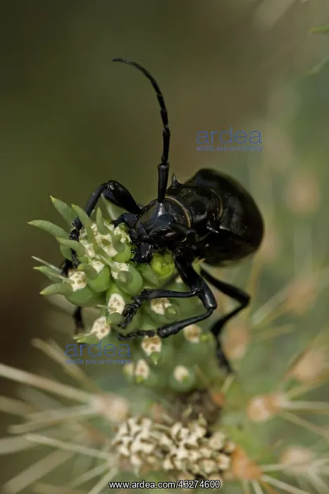 : Long-horned Cactus Beetle (Moneilema gigas) - Arizona - Feed : Long-horned Cactus Beetle (Moneilema gigas) - Arizona - Feed