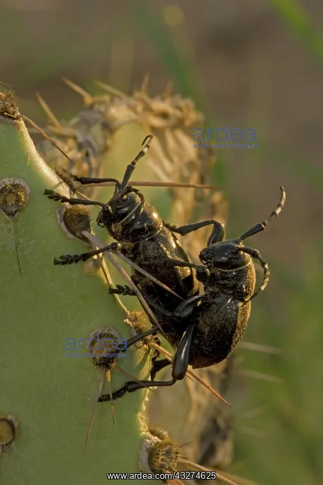 : Long-horned Cactus Beetles Mating (Moneilema gigas) - Sonora : Long-horned Cactus Beetles Mating (Moneilema gigas) - Sonora