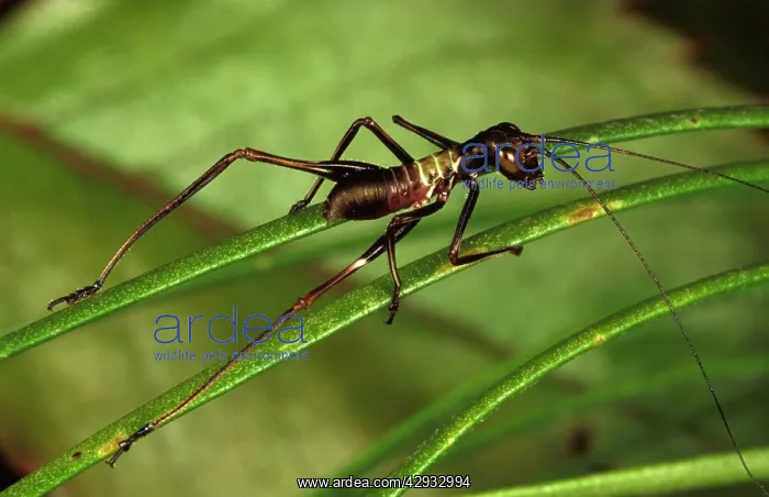 : A long-horned grasshopper or katydid (Tettigoniidae) : A long-horned grasshopper or katydid (Tettigoniidae)