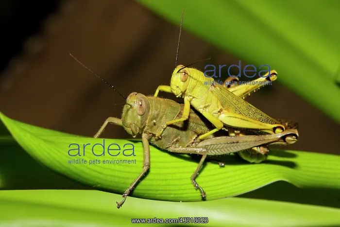 : Long-horned grasshoppers (Ensifera) at mating, island : Long-horned grasshoppers (Ensifera) at mating, island