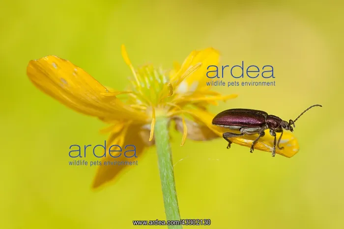 : Long-horned leaf beetle (Donacia sp) on Meadow : Long-horned leaf beetle (Donacia sp) on Meadow