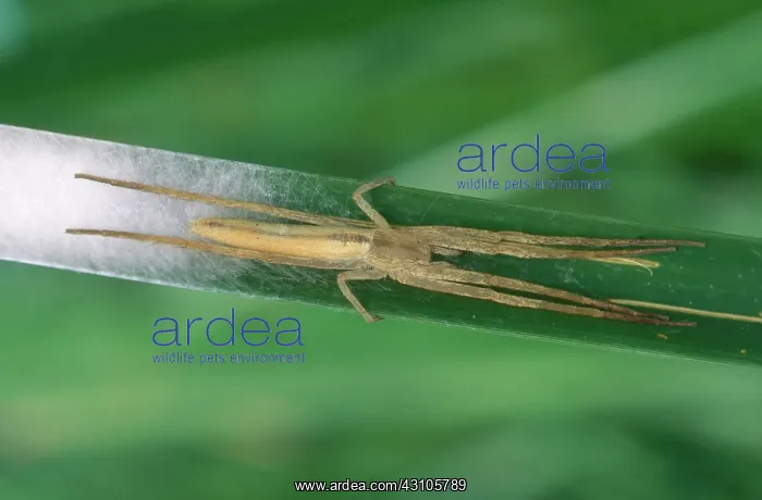 : Long-jawed Orb Weaver : Long-jawed Orb Weaver