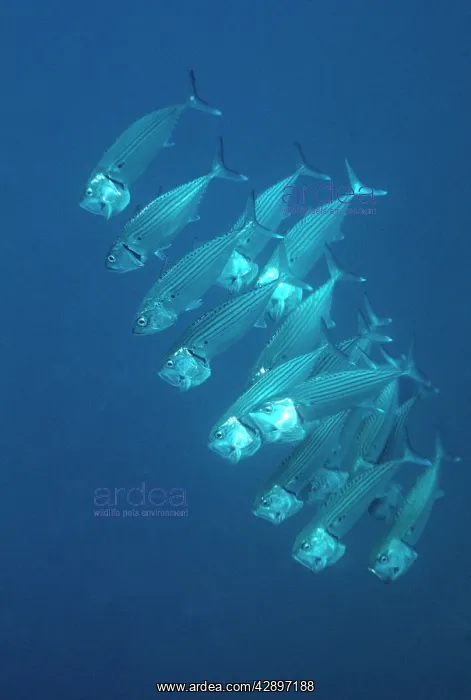 : Long-jawed / Striped / Indian MACKEREL - feeding on Plankton : Long-jawed / Striped / Indian MACKEREL - feeding on Plankton