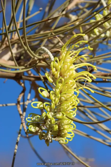 : Long-leaf Corkwood - intersting shaped, bright : Long-leaf Corkwood - intersting shaped, bright