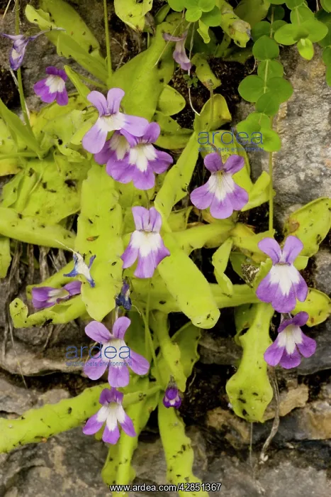: Long-leaved Butterwort on rock ledge : Long-leaved Butterwort on rock ledge
