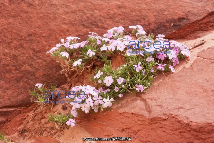 : Long-leaved Phlox : Long-leaved Phlox