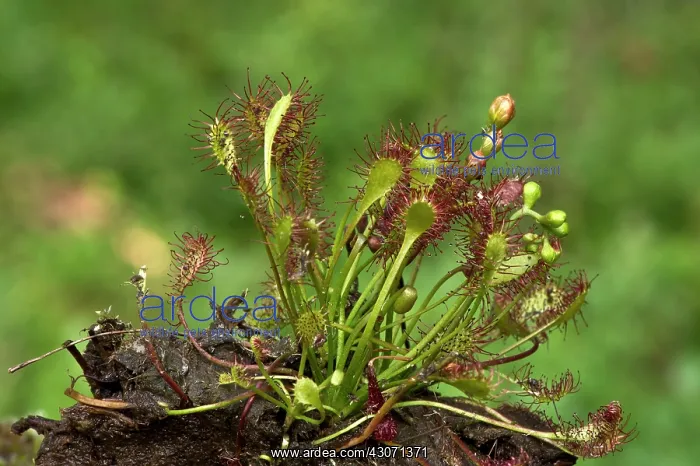 : Long-leaved Sundew (Drosera intermedia). Tuvesj n : Long-leaved Sundew (Drosera intermedia). Tuvesj n
