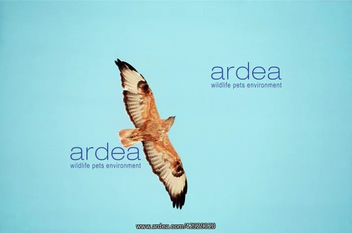 : Long-Legged Buzzard - In flight : Long-Legged Buzzard - In flight