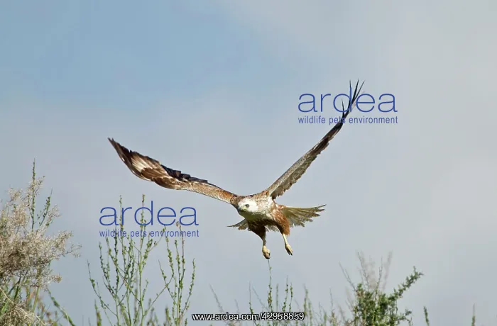  : Long-legged Buzzard - in flight