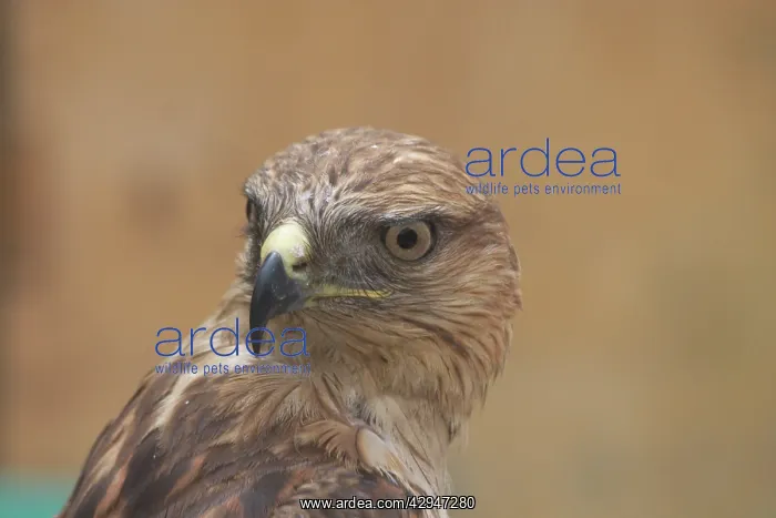: Long-legged Buzzard, juvenile, close up of head, rotated : Long-legged Buzzard, juvenile, close up of head, rotated
