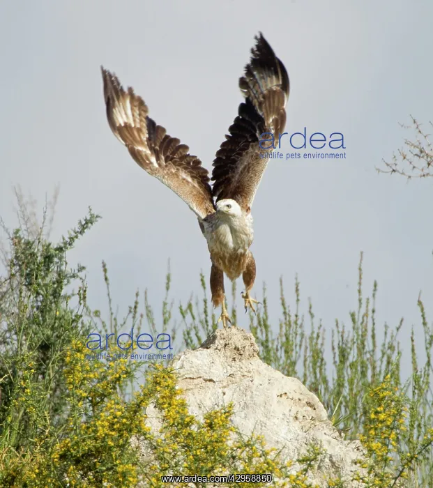 : Long-legged Buzzard - taking off : Long-legged Buzzard - taking off