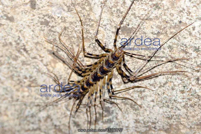 : Long-legged centipede (Thereuopoda longicornis) : Long-legged centipede (Thereuopoda longicornis)