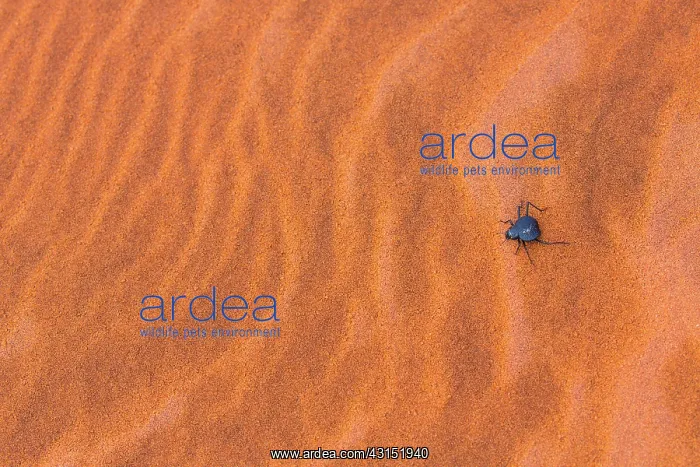 : Long-legged darkling beetle (Stenocara dentata) : Long-legged darkling beetle (Stenocara dentata)