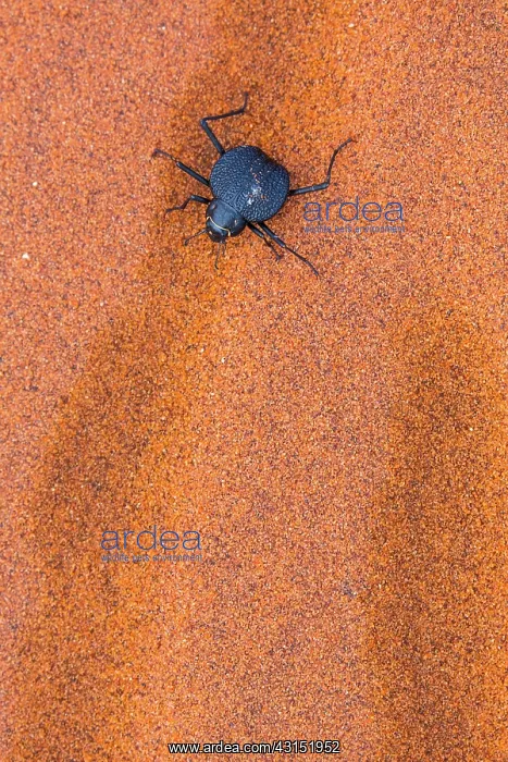 : Long-legged darkling beetle (Stenocara dentata) : Long-legged darkling beetle (Stenocara dentata)