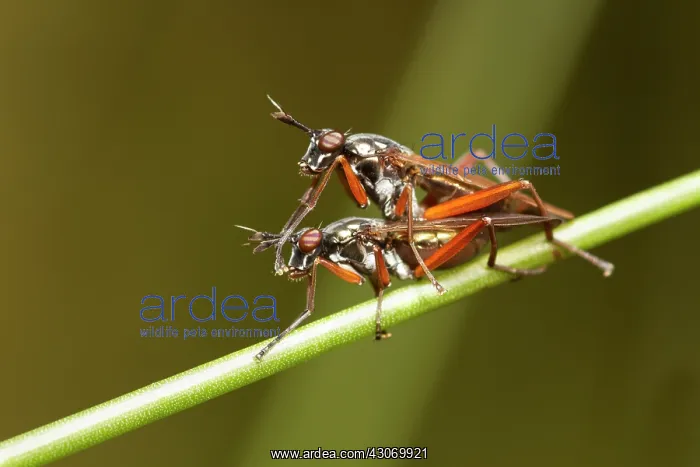  : Long-legged Fly