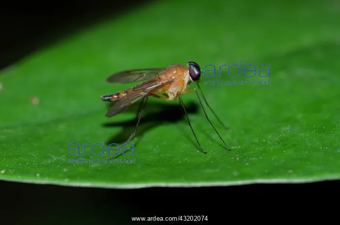 : Long-legged Fly on leaf - Klungkung, Bali, Indonesia : Long-legged Fly on leaf - Klungkung, Bali, Indonesia