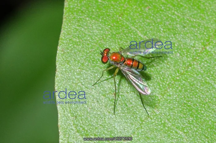 : Long-legged Fly on leaf - West Bali National Park, near Menj : Long-legged Fly on leaf - West Bali National Park, near Menj