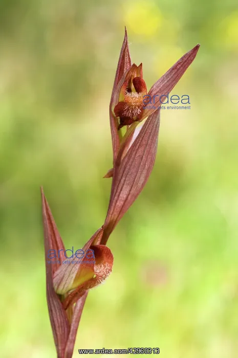: Long Lipped Serapias : Long Lipped Serapias