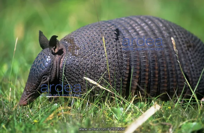 : Long-nosed Armadillo : Long-nosed Armadillo