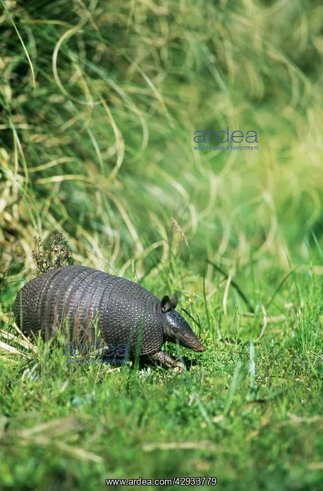 : Long-nosed Armadillo : Long-nosed Armadillo