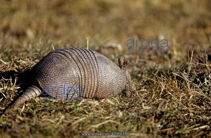: Long-nosed Armadillo : Long-nosed Armadillo