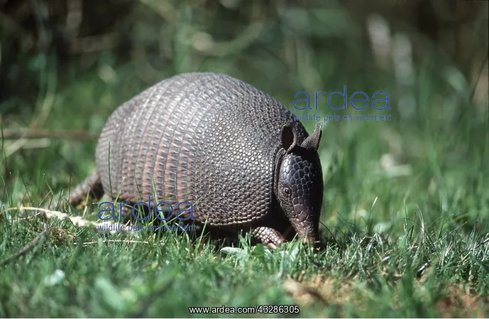 : Long-nosed Armadillo : Long-nosed Armadillo