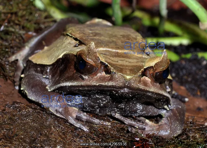 : Long-nosed Asian Horned Frog : Long-nosed Asian Horned Frog